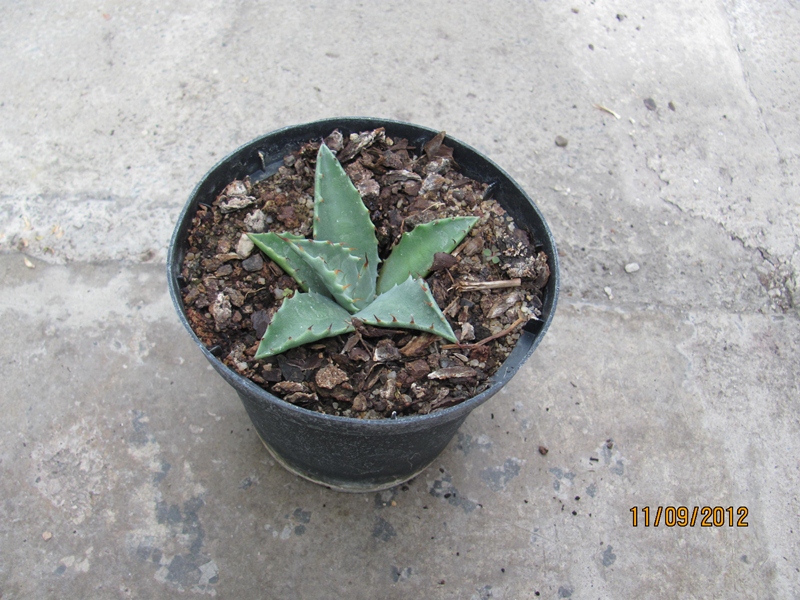 Agave neomexicana 5/10cm dm - BIO